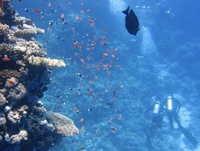 Snorkel buceo en isla del Caño bahia drake costa rica