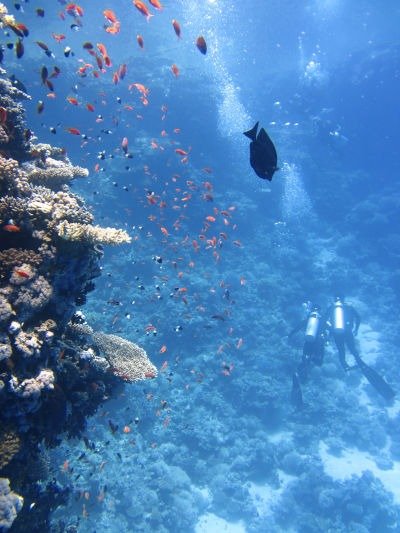 Snorkel buceo en isla del Caño bahia drake costa rica