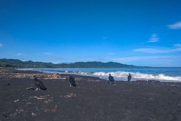 playa negra puerto viejo