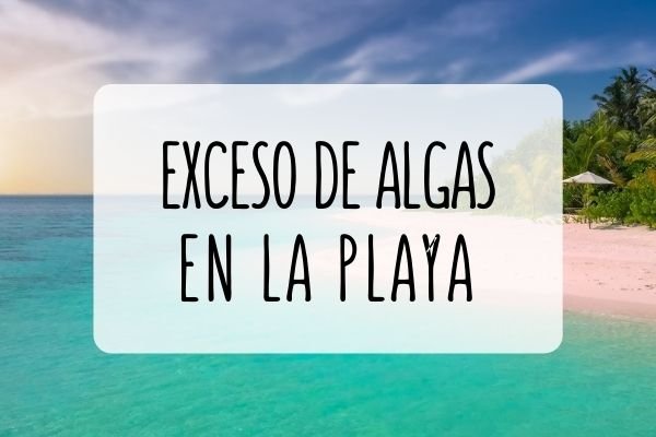 exceso de algas sargazo méjico playa cambiar de planes